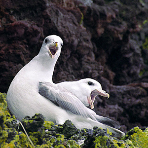 click for enlarge 700 X 700 199,6 Kb picture