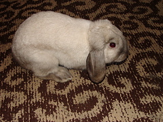 click for enlarge 640 X 480 130,7 Kb picture