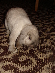 click for enlarge 480 X 640 158,2 Kb picture