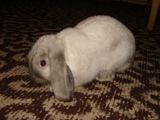 click for enlarge 640 X 480 128,0 Kb picture