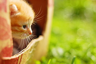 click for enlarge 780 X 519 96,1 Kb picture