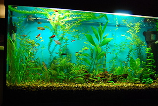 click for enlarge 1800 X 1205 825,2 Kb picture