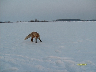 click for enlarge 448 X 336  83,7 Kb picture