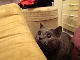 click for enlarge 640 X 480 121,2 Kb picture