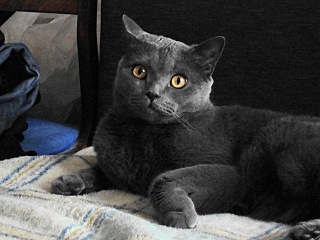 click for enlarge 640 X 480 124,8 Kb picture
