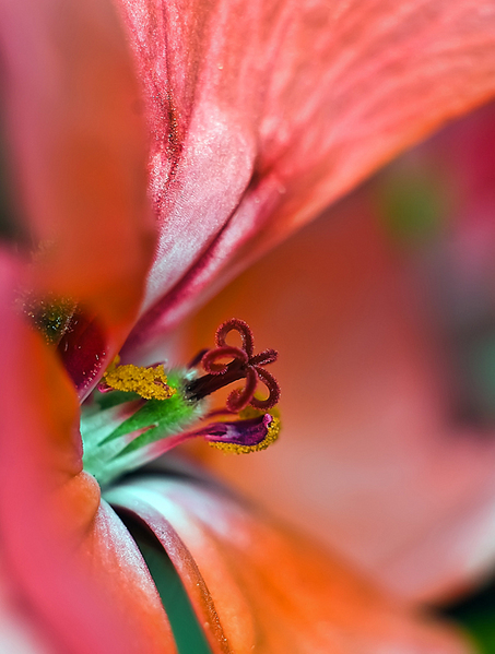 click for enlarge 605 X 800 248,5 Kb picture