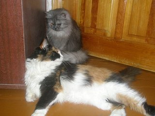 click for enlarge 604 X 453 43,1 Kb picture