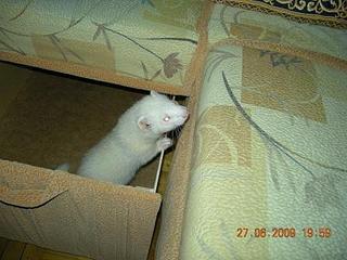 click for enlarge 448 X 336 28,3 Kb picture