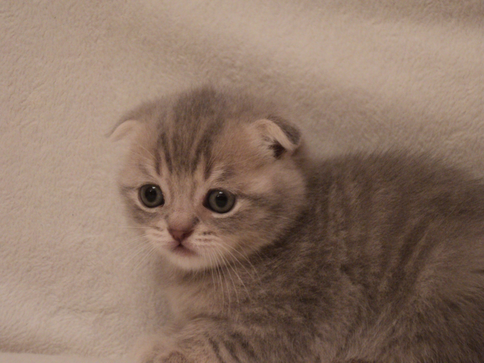 субель зверь. чихуа с другими животными. авито сургут животные. мою собаку зовут джесси. ниман енот 2018.