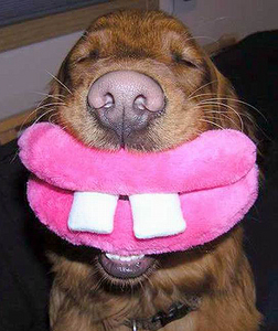 click for enlarge 480 X 571 205,0 Kb picture