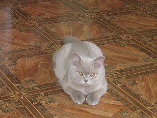 click for enlarge 1600 X 1200 701,2 Kb picture
