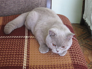 click for enlarge 1600 X 1200 590,1 Kb picture