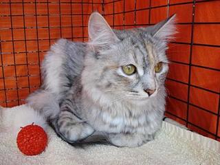 click for enlarge 448 X 336 27,2 Kb picture