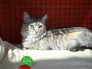 click for enlarge 448 X 336 25,1 Kb picture
