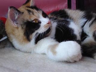 click for enlarge 448 X 336 20,8 Kb picture