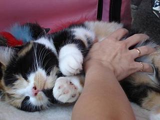 click for enlarge 448 X 336 21,6 Kb picture