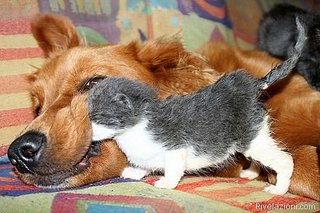 click for enlarge 500 X 333 44,0 Kb picture