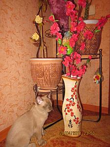 click for enlarge 900 X 1200 173,5 Kb picture