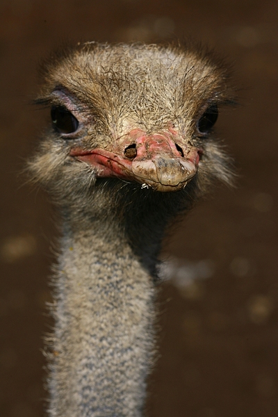 click for enlarge 683 X 1024 348,2 Kb picture