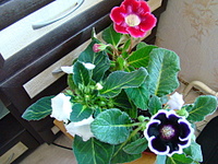 click for enlarge 1920 X 1440 1007,8 Kb picture
