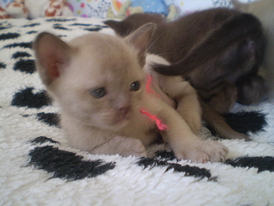 click for enlarge 640 X 480 159,2 Kb picture
