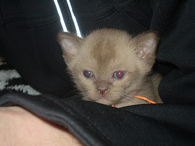 click for enlarge 640 X 480 161,7 Kb picture