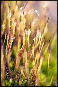 click for enlarge 536 X 800 150,8 Kb picture