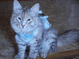 click for enlarge 448 X 336 25,2 Kb picture