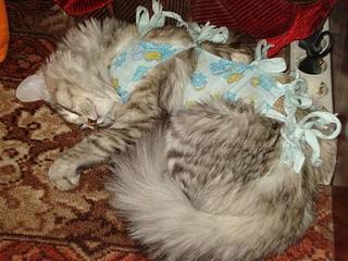 click for enlarge 448 X 336 29,8 Kb picture