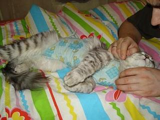 click for enlarge 448 X 336 25,6 Kb picture