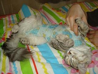 click for enlarge 448 X 336 25,3 Kb picture