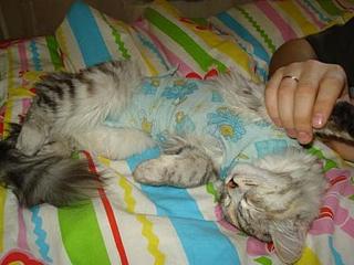 click for enlarge 448 X 336 25,4 Kb picture