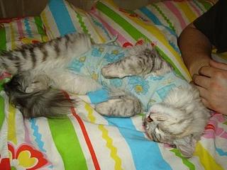 click for enlarge 448 X 336 25,7 Kb picture