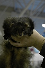 click for enlarge 683 X 1024 126,4 Kb picture
