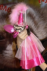 click for enlarge 683 X 1024 205,7 Kb picture
