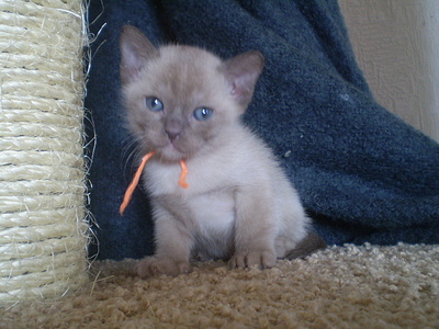 click for enlarge 640 X 480 162,6 Kb picture