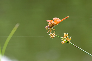 click for enlarge 800 X 534 90,4 Kb picture