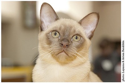 click for enlarge 600 X 399 38,2 Kb picture