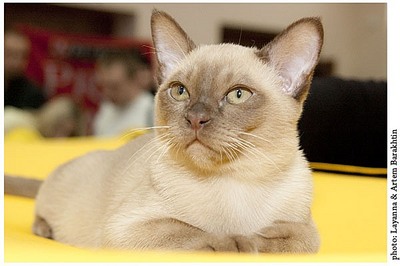 click for enlarge 600 X 399 45,2 Kb picture