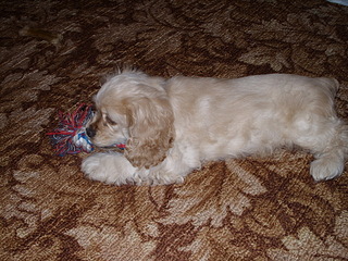 click for enlarge 1024 X 768 384,9 Kb picture