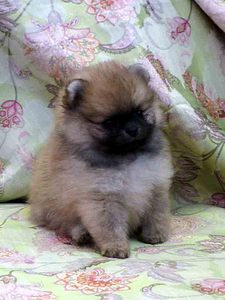 click for enlarge 742 X 989 43,8 Kb picture