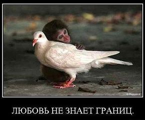 click for enlarge 525 X 435  38,9 Kb picture