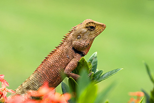 click for enlarge 800 X 534 167,7 Kb picture