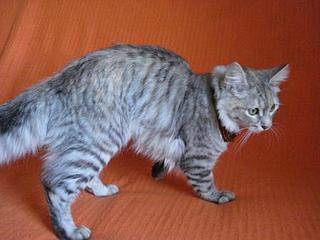 click for enlarge 448 X 336 22,2 Kb picture