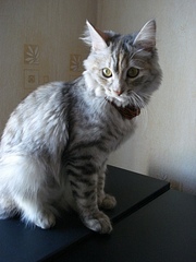 click for enlarge 336 X 448 52,3 Kb picture