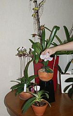 click for enlarge 315 X 500 26,2 Kb picture