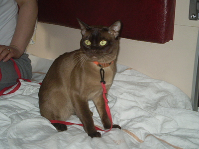click for enlarge 640 X 480 161,2 Kb picture
