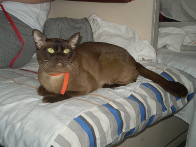 click for enlarge 640 X 480 156,9 Kb picture