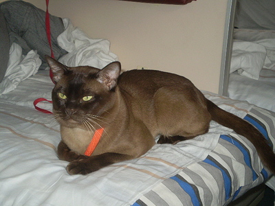 click for enlarge 640 X 480 152,7 Kb picture