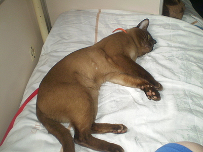 click for enlarge 640 X 480 164,3 Kb picture